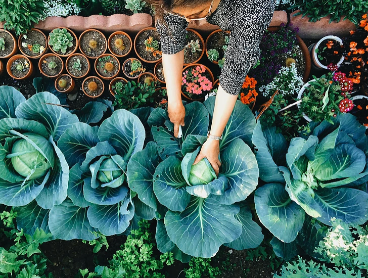 What is a Plant-Based Lifestyle and Why You should Try It
